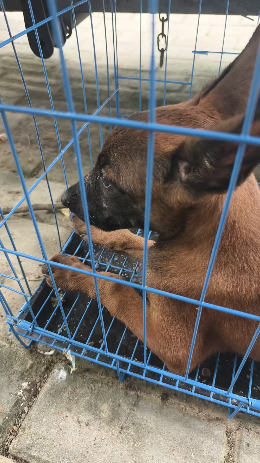 马犬性格非常好！非常喜欢沾着人！听指挥！不喜欢乱跑！